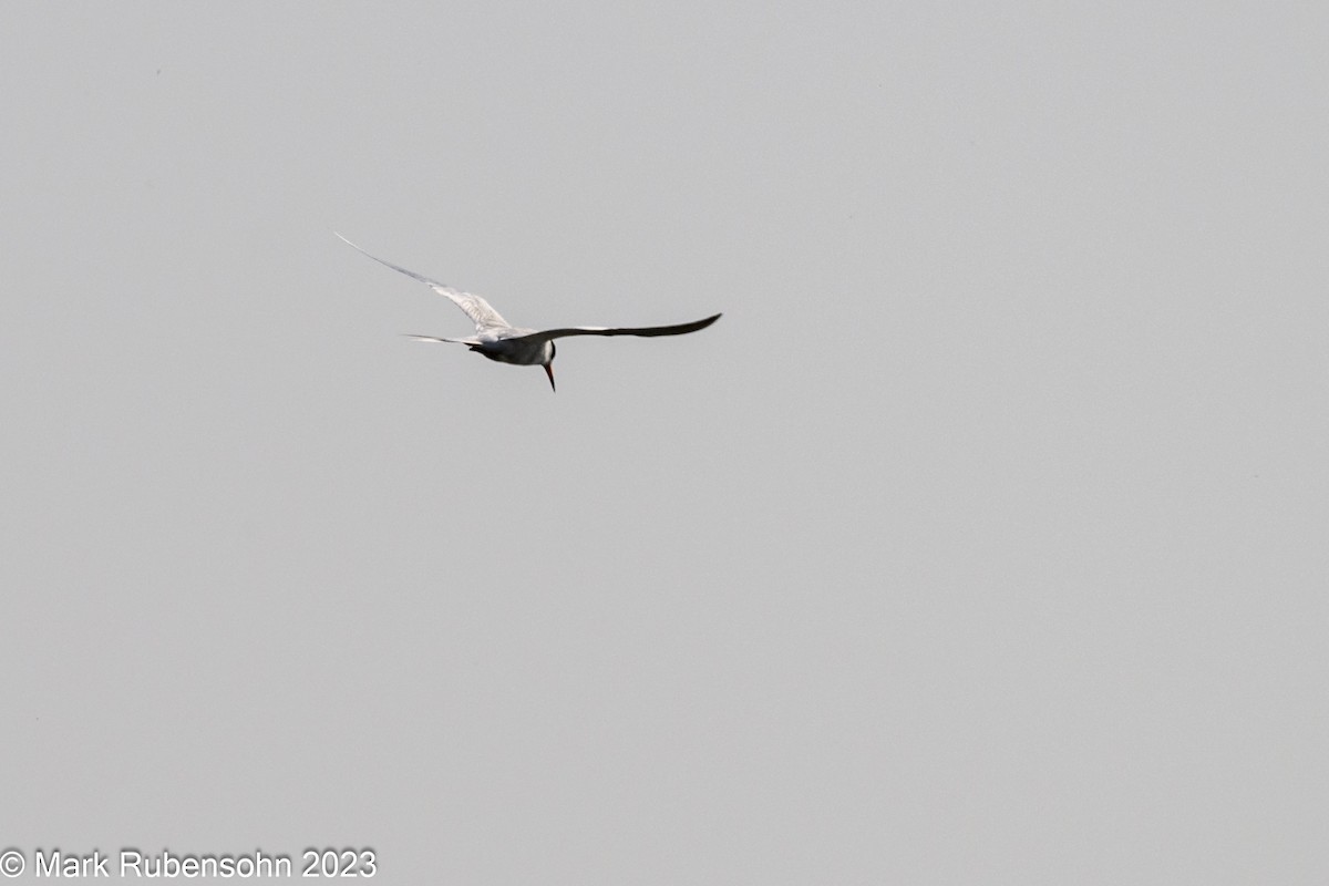 Forster's Tern - ML580227021