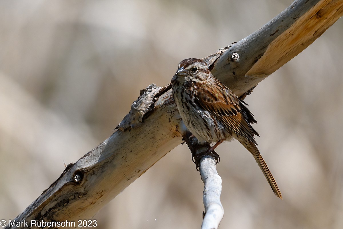 Song Sparrow - ML580227371