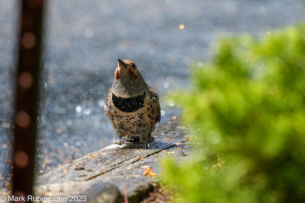 Northern Flicker - ML580227421