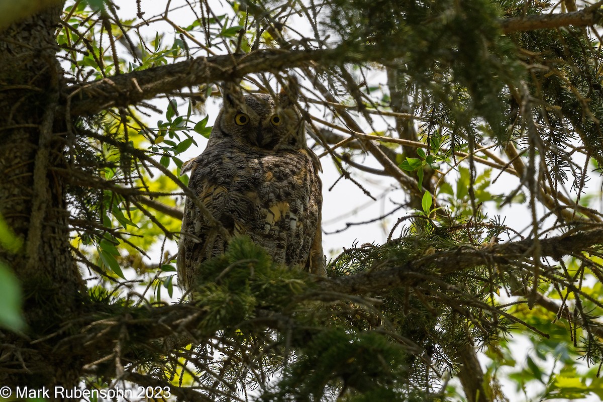 Great Horned Owl - Mark Rubensohn