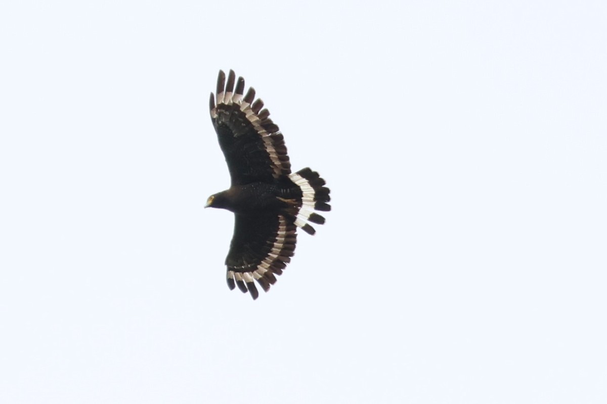 Mountain Serpent-Eagle - ML580227871