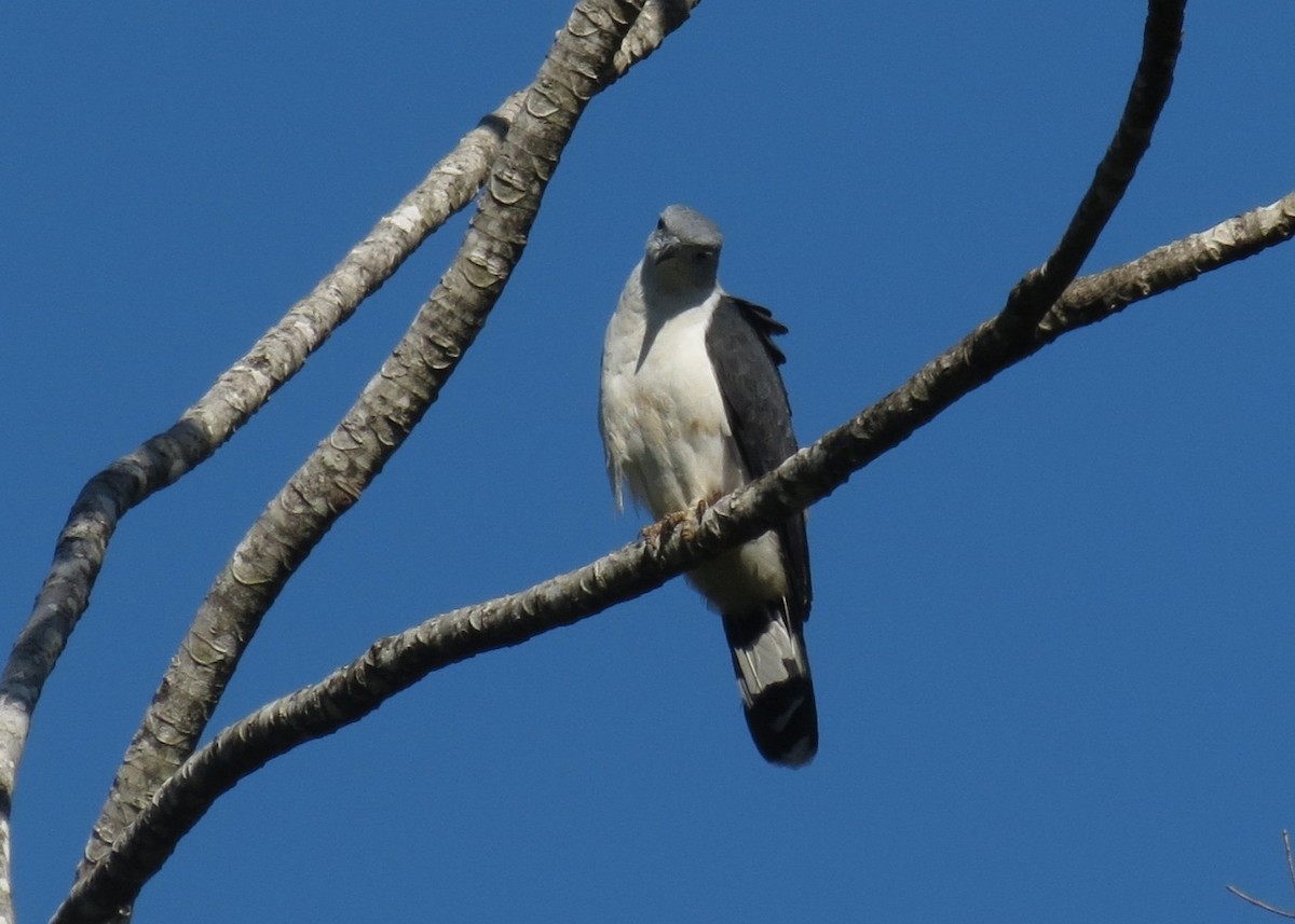 Gray-headed Kite - Roger Foxall