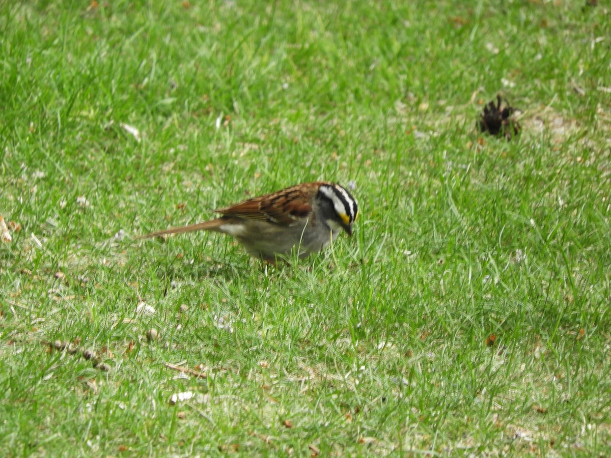 White-throated Sparrow - tara lemezis