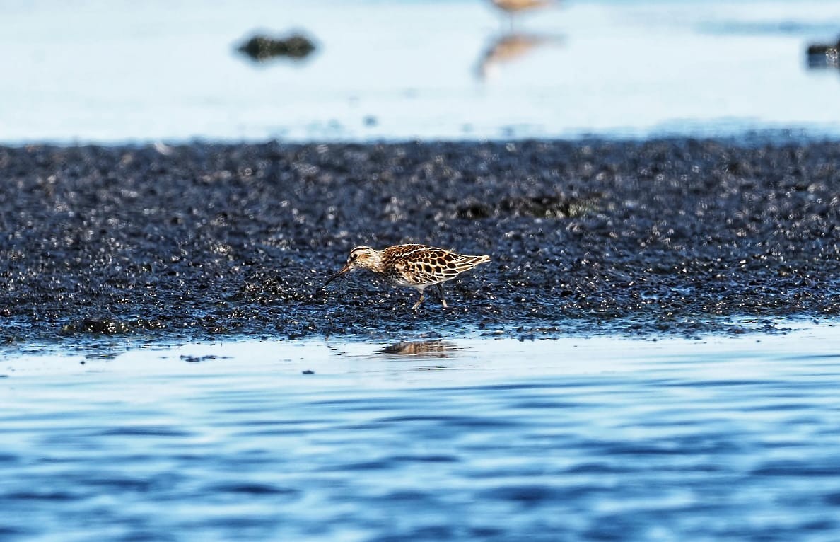 Broad-billed Sandpiper - Andy Marshall