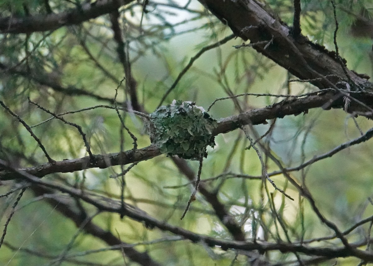 Yakut Boğazlı Kolibri - ML580231241