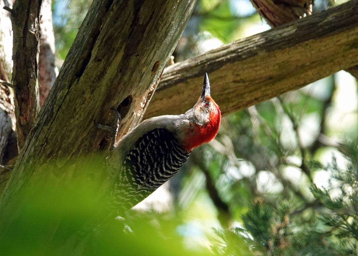 Red-bellied Woodpecker - ML580231261