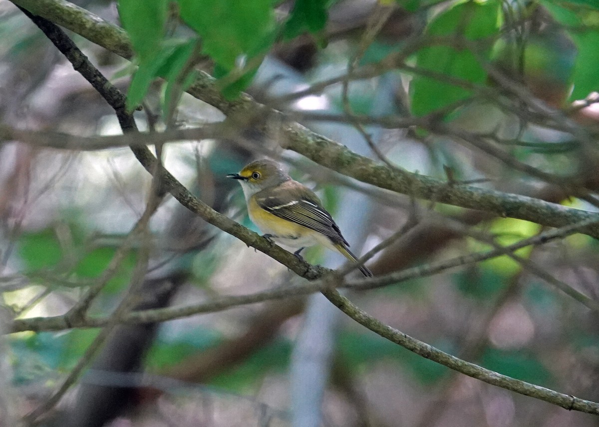 White-eyed Vireo - ML580231331