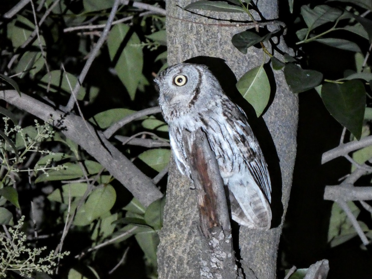 Western Screech-Owl - ML580231581