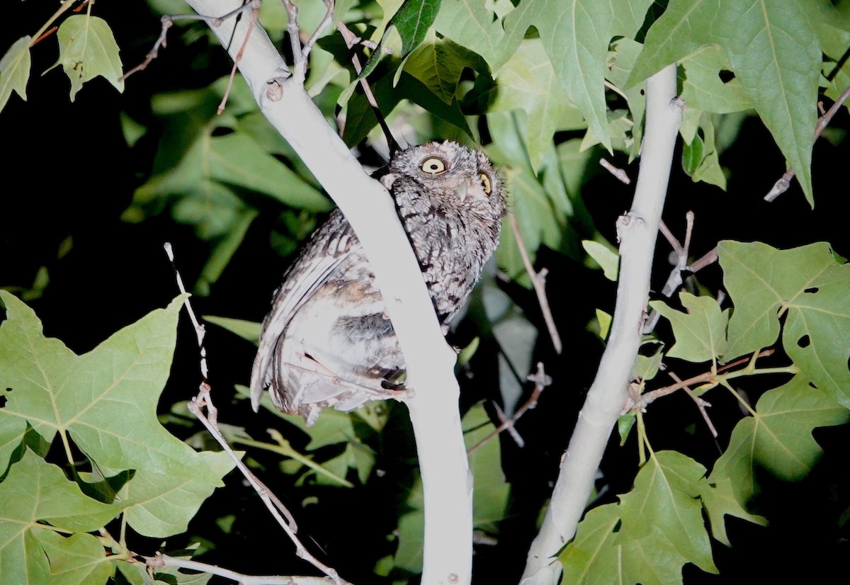 Whiskered Screech-Owl - ML580231651