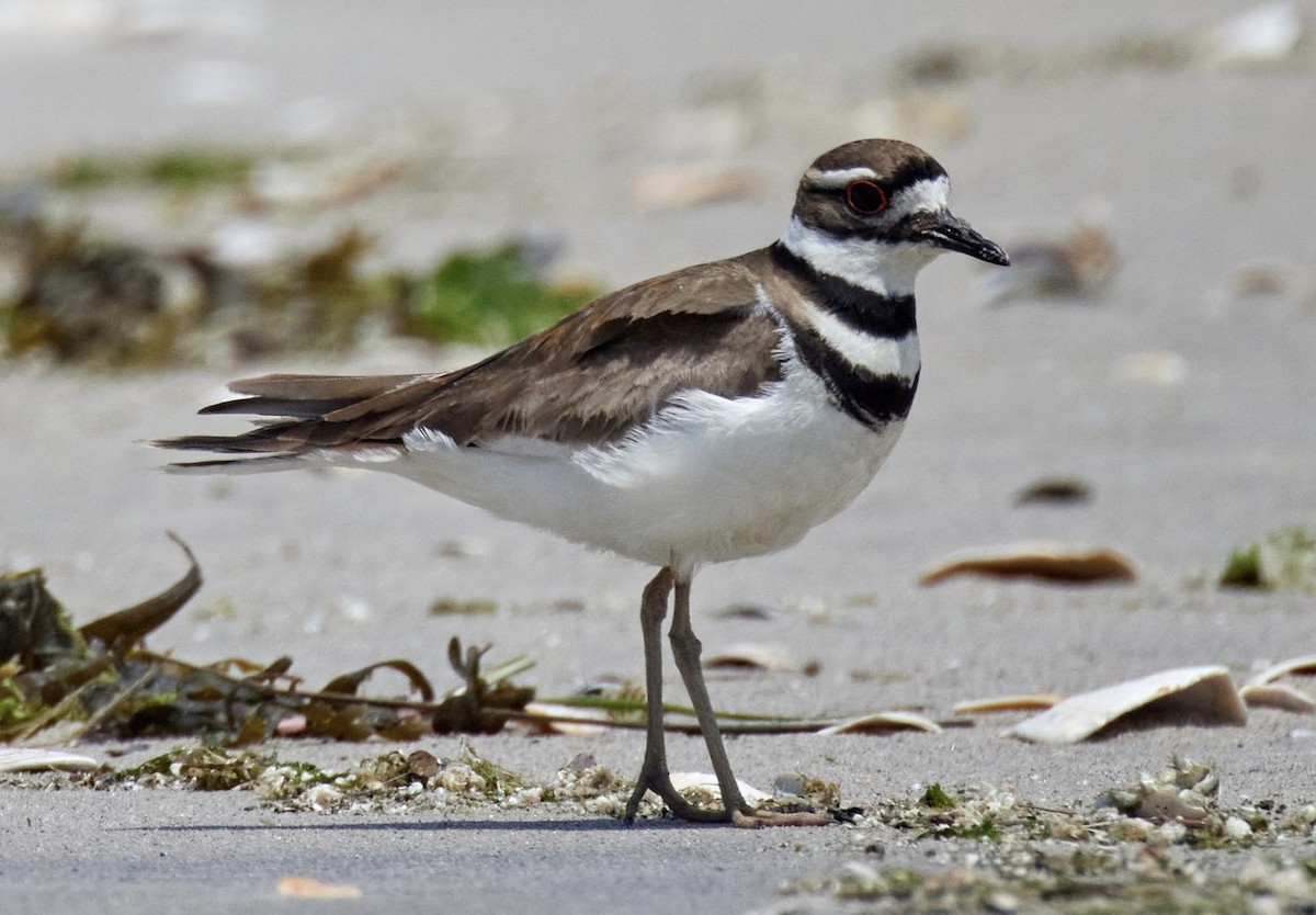 Killdeer - ML580231881