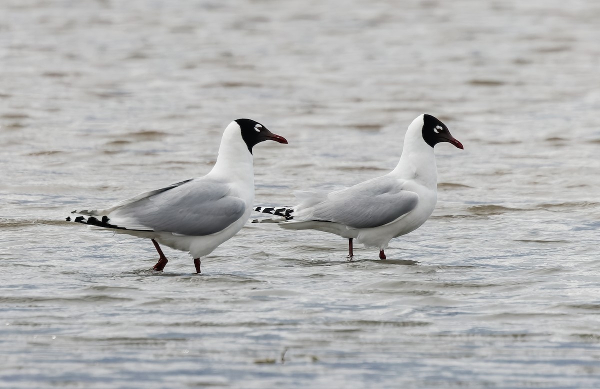 Mouette relique - ML580232081