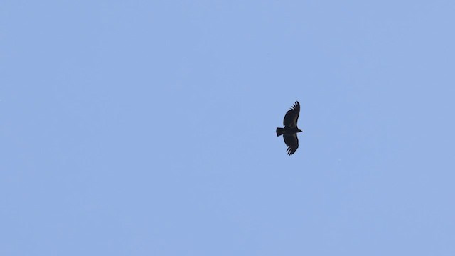 California Condor - ML580232831