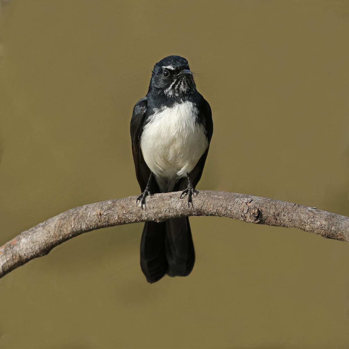 Willie-wagtail - ML580232991