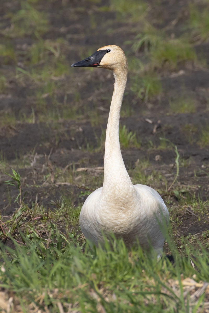 Trumpeter Swan - ML580233051