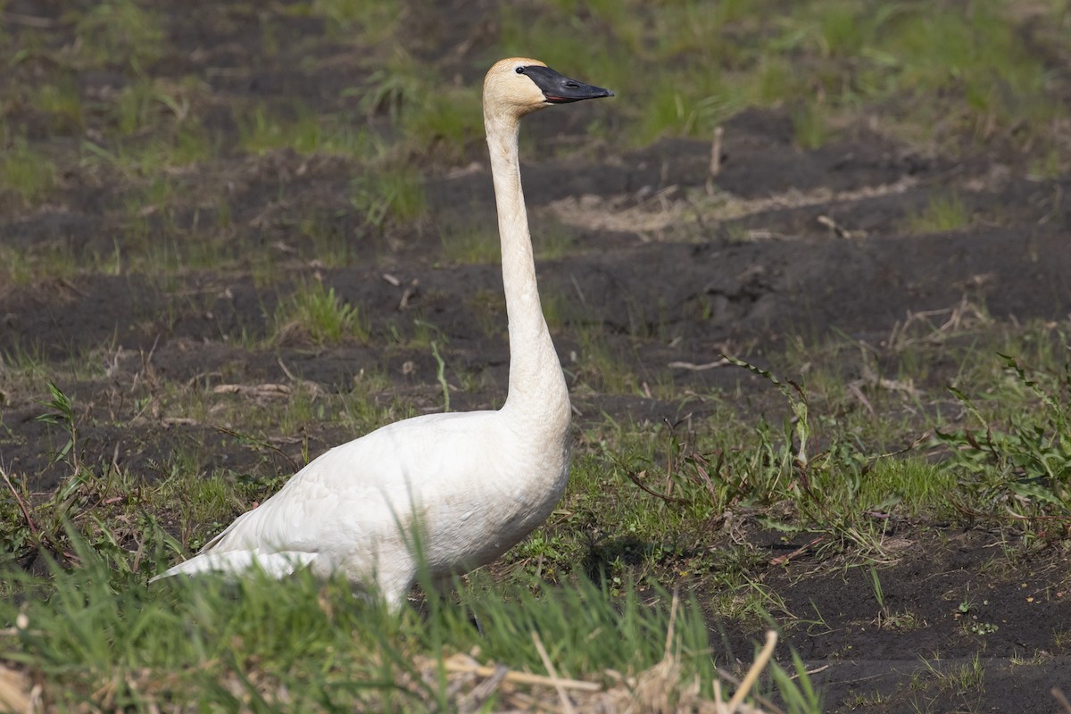 Trumpeter Swan - ML580233061