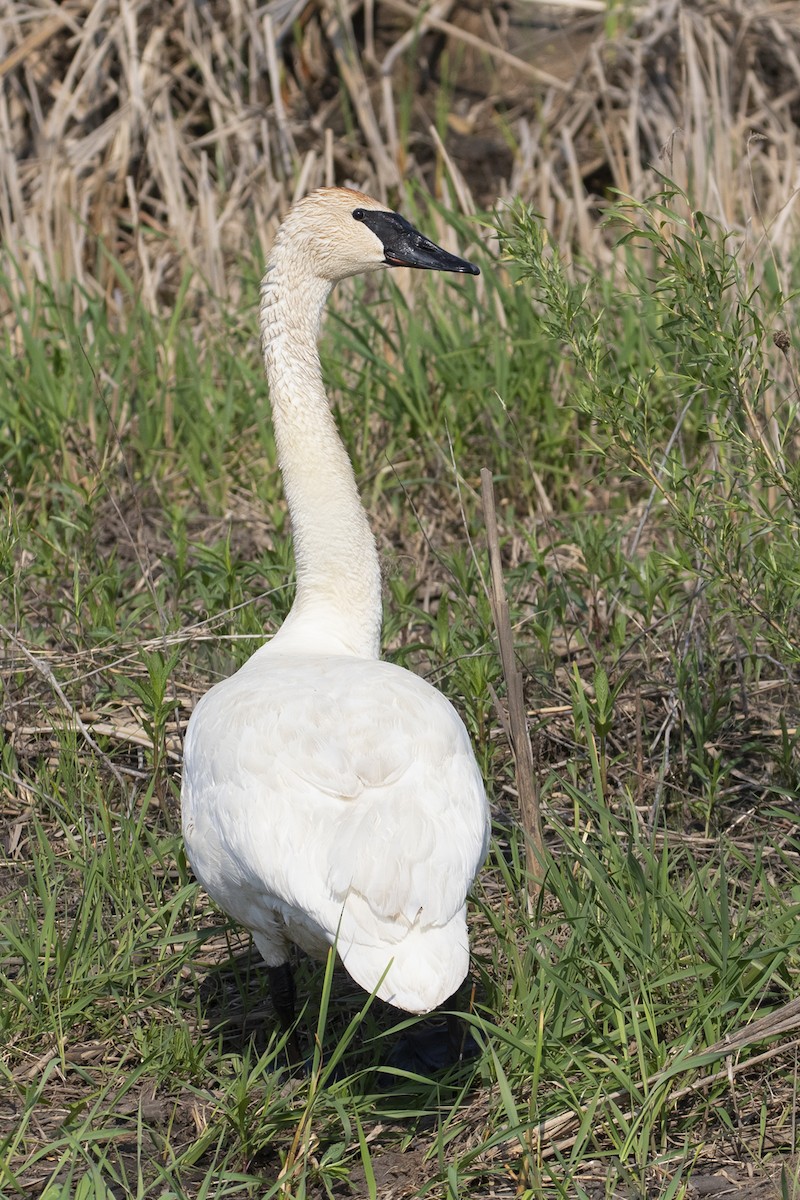 Trumpeter Swan - ML580233071