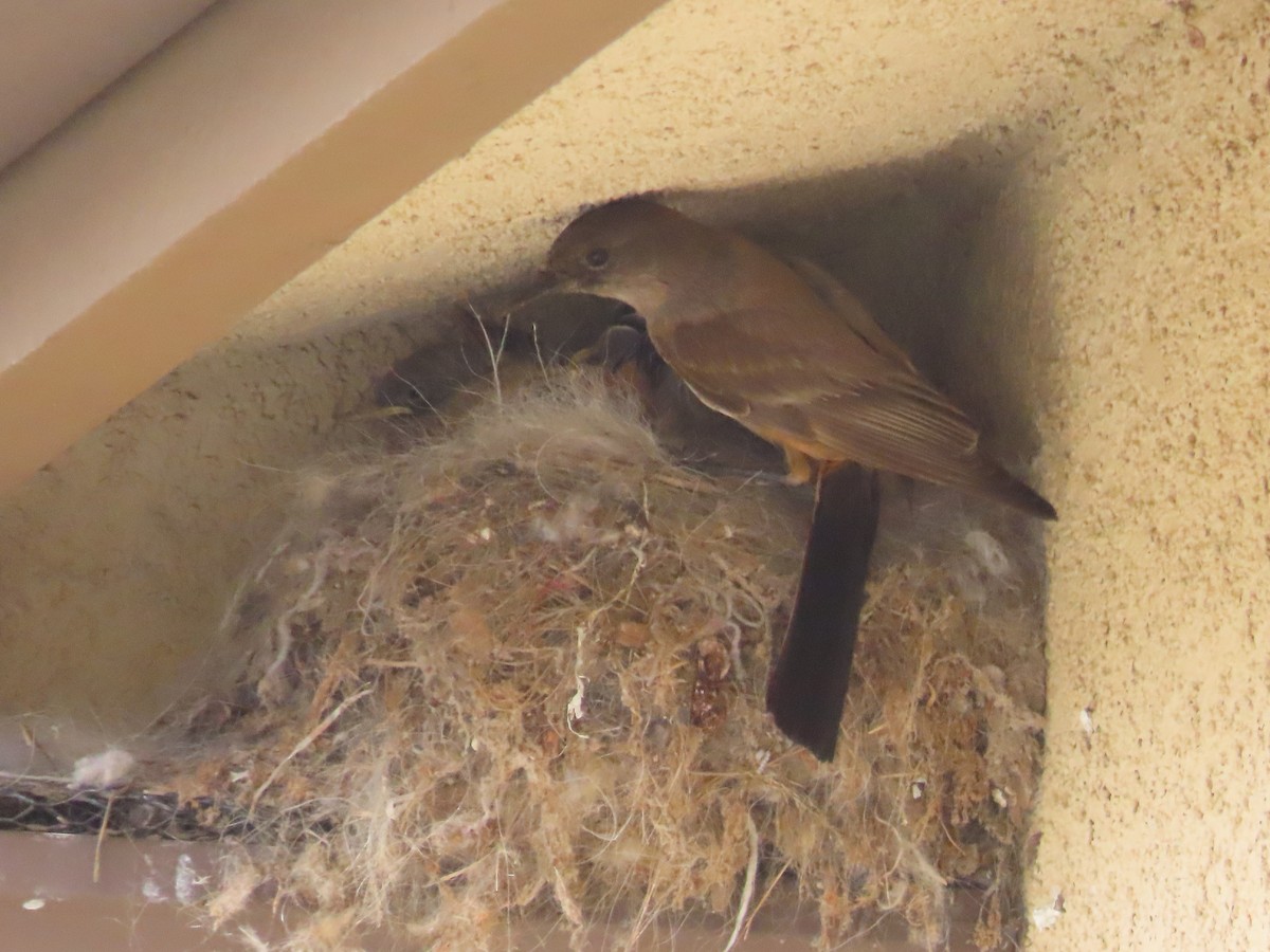 Say's Phoebe - ML580233161