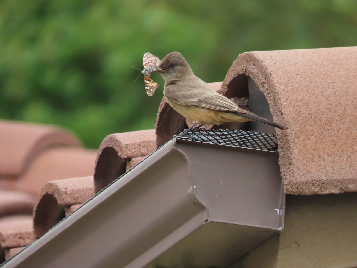 Say's Phoebe - ML580233241