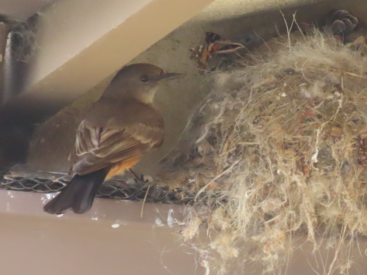 Say's Phoebe - ML580233251