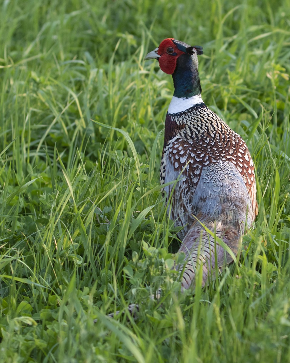 Ring-necked Pheasant - ML580233431