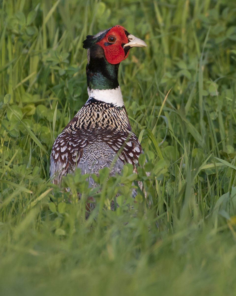 Ring-necked Pheasant - ML580233441