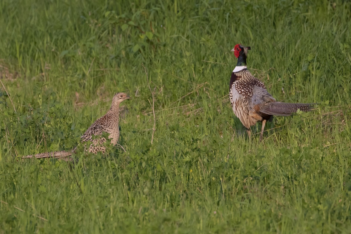 Ring-necked Pheasant - ML580233451