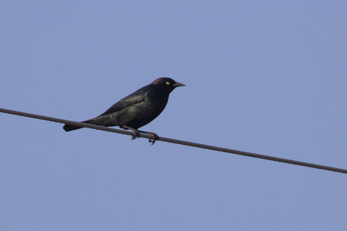 Brewer's Blackbird - ML580233501