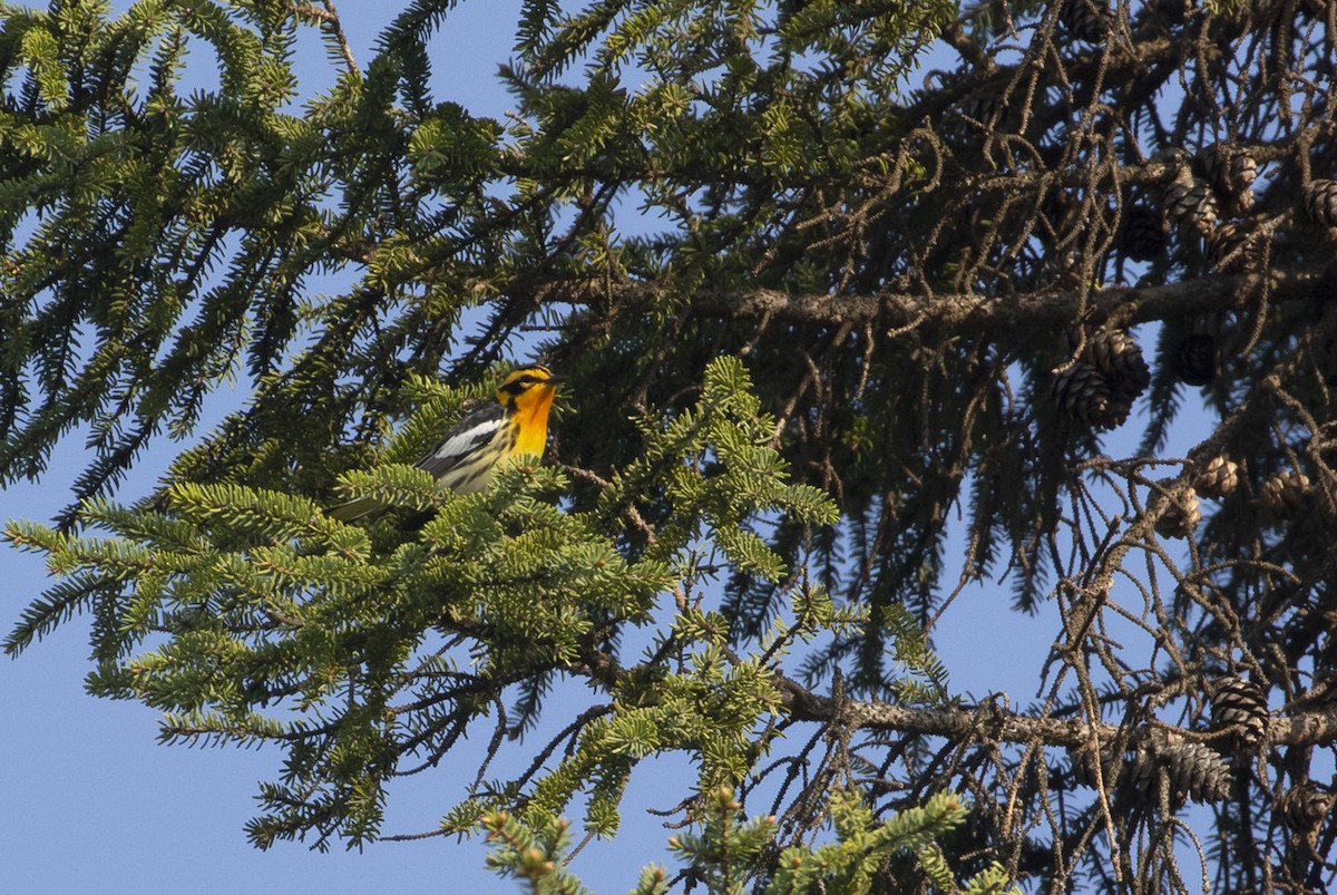 Blackburnian Warbler - ML580233541