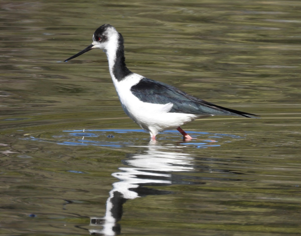 Pied Stilt - ML580233751