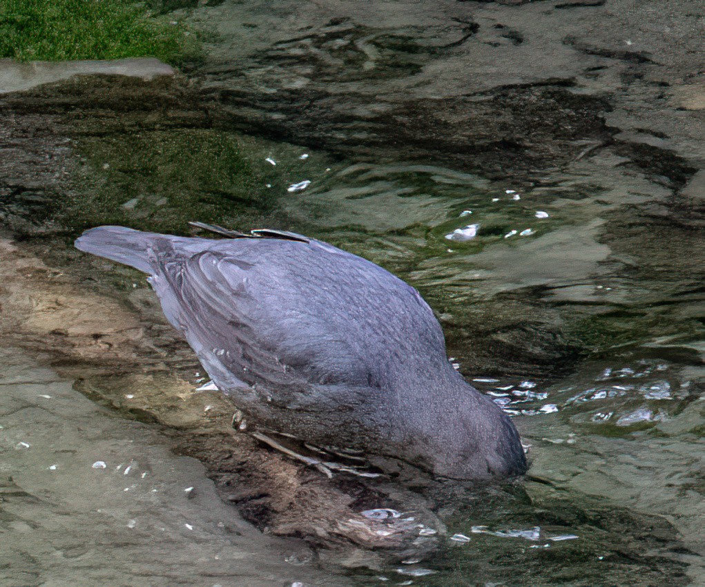 American Dipper - ML580234271