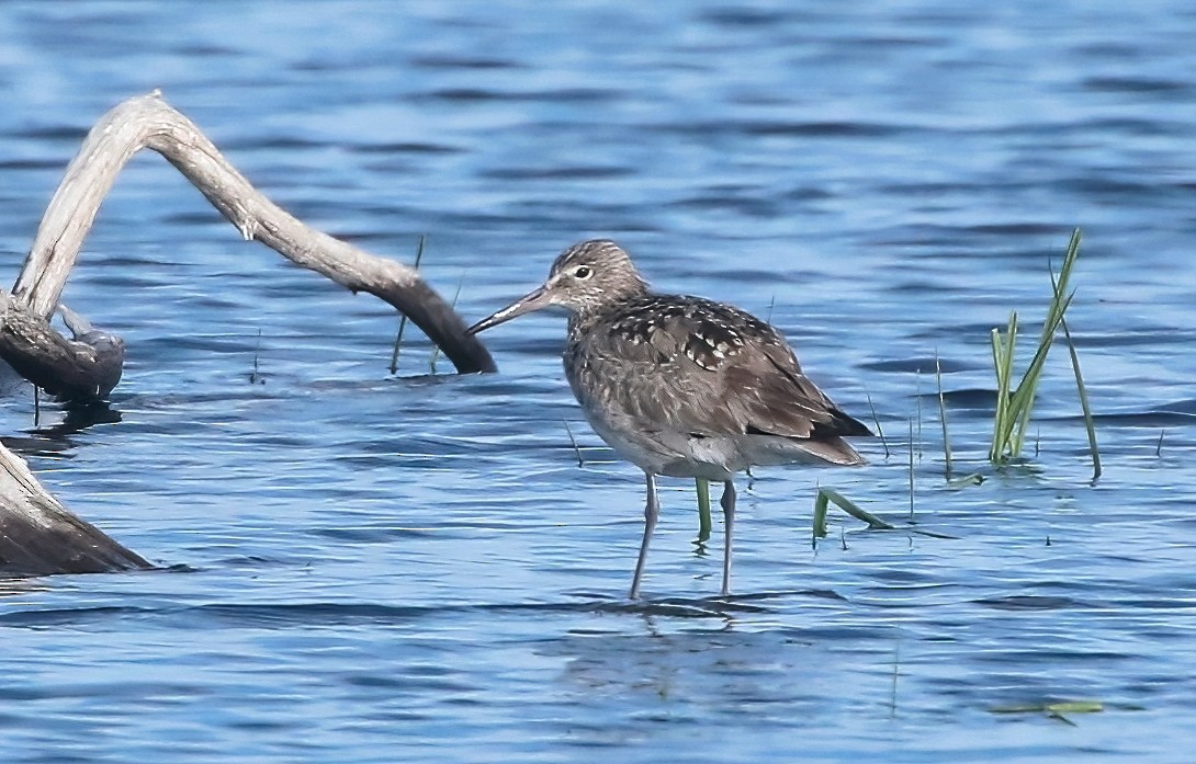 Willet - ML580235121