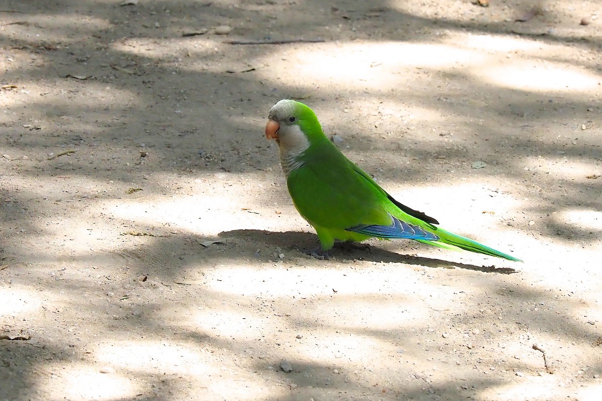 Monk Parakeet - ML580235131