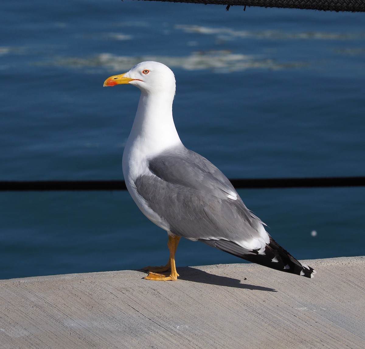 Yellow-legged Gull - ML580235181