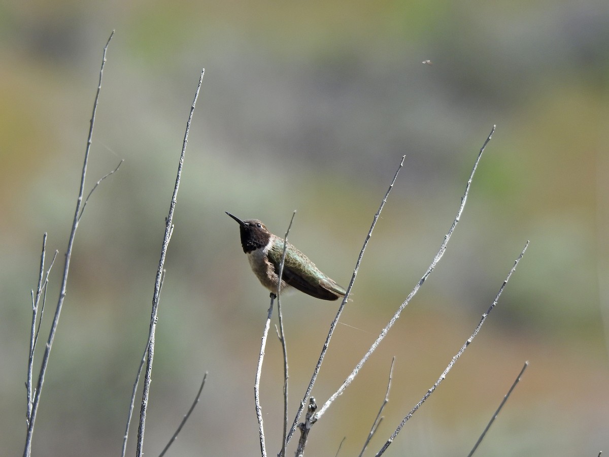 Black-chinned Hummingbird - Mary Rumple