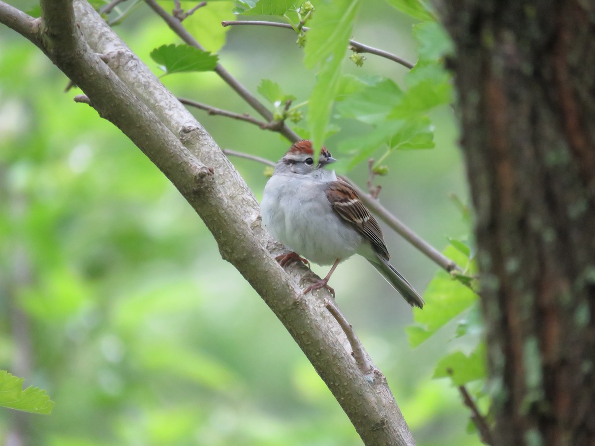 Chipping Sparrow - Steve Bicker