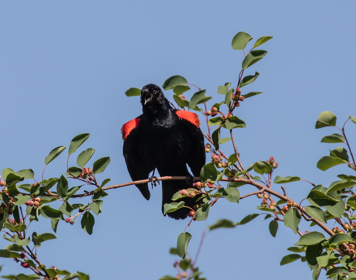 Red-winged Blackbird - ML580236671