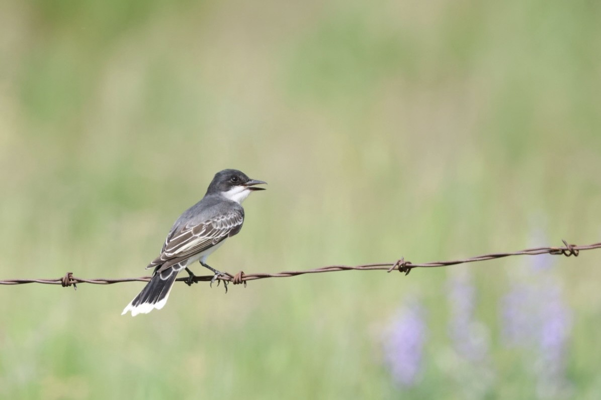 Eastern Kingbird - ML580236681