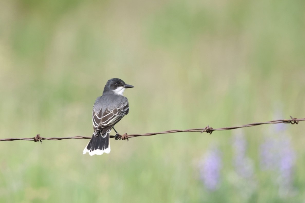 Eastern Kingbird - ML580236691