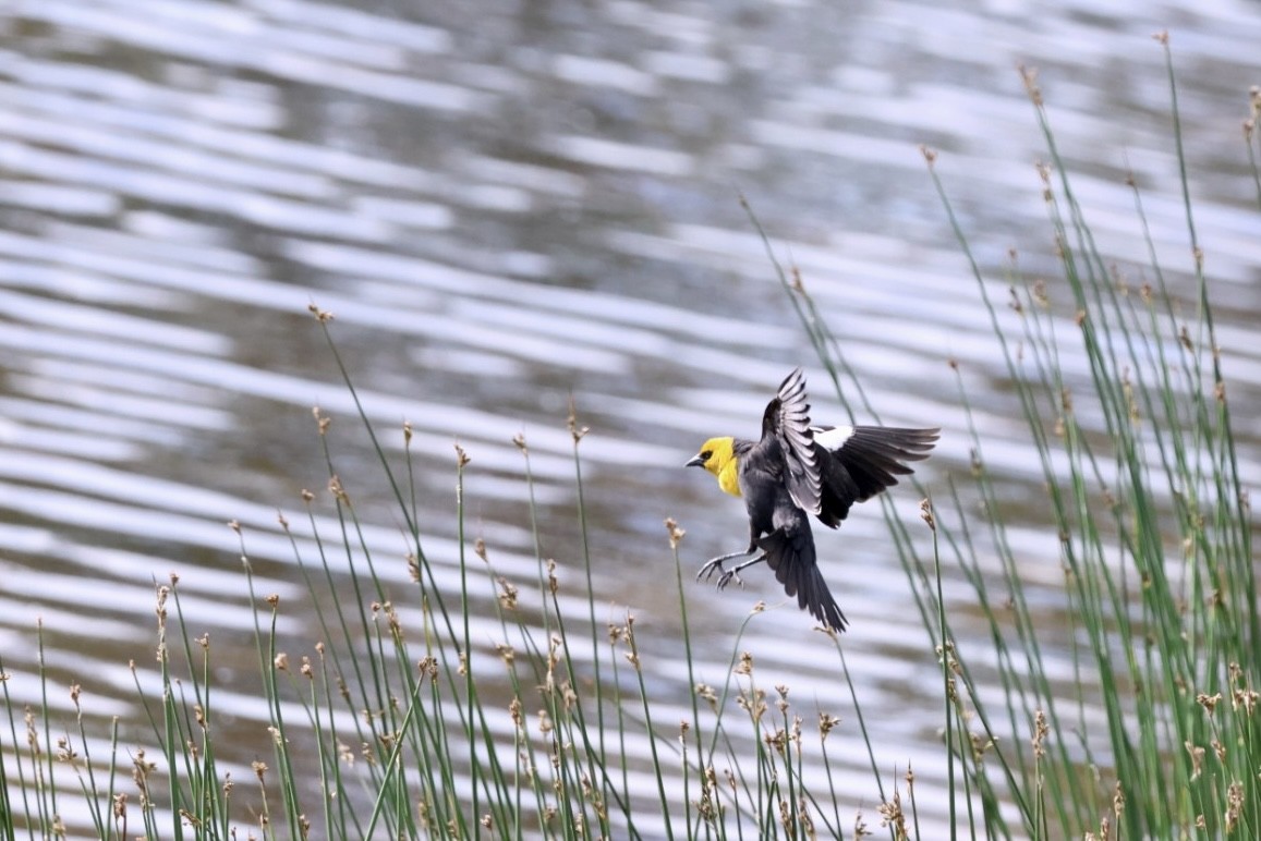 Yellow-headed Blackbird - ML580236751
