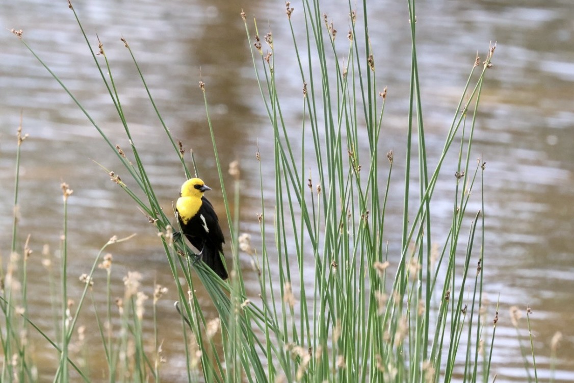 Yellow-headed Blackbird - ML580236761