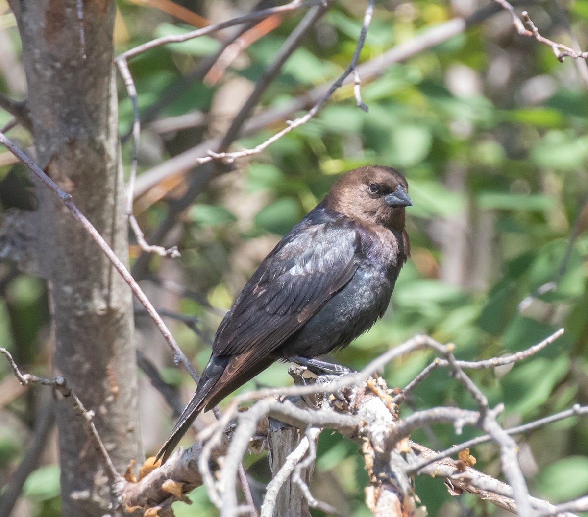 Brown-headed Cowbird - ML580236791