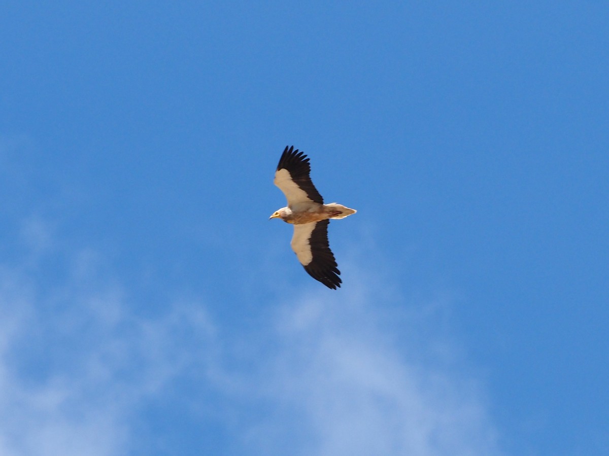 Egyptian Vulture - ML580236801