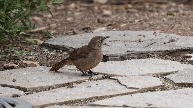 California Thrasher - ML580237131