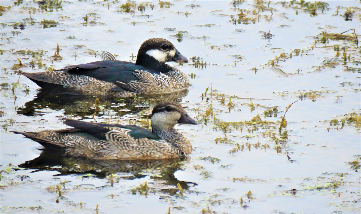 Green Pygmy-Goose - Christian Doerig