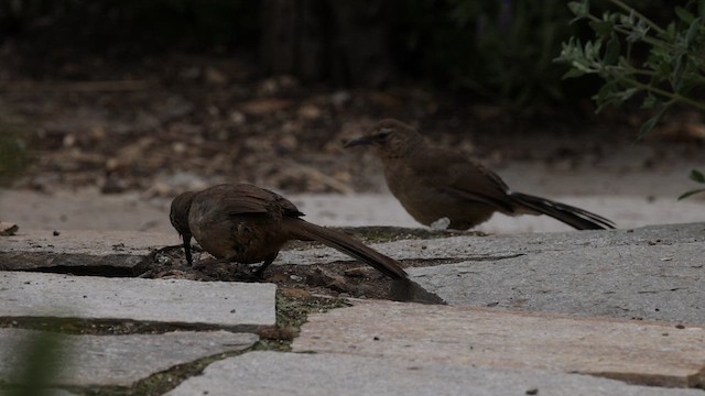 California Thrasher - ML580239871