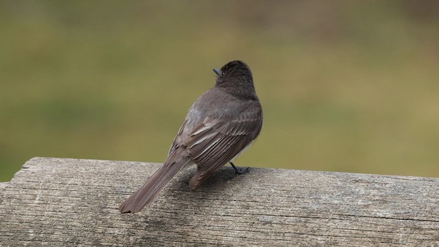 Black Phoebe - ML580240691