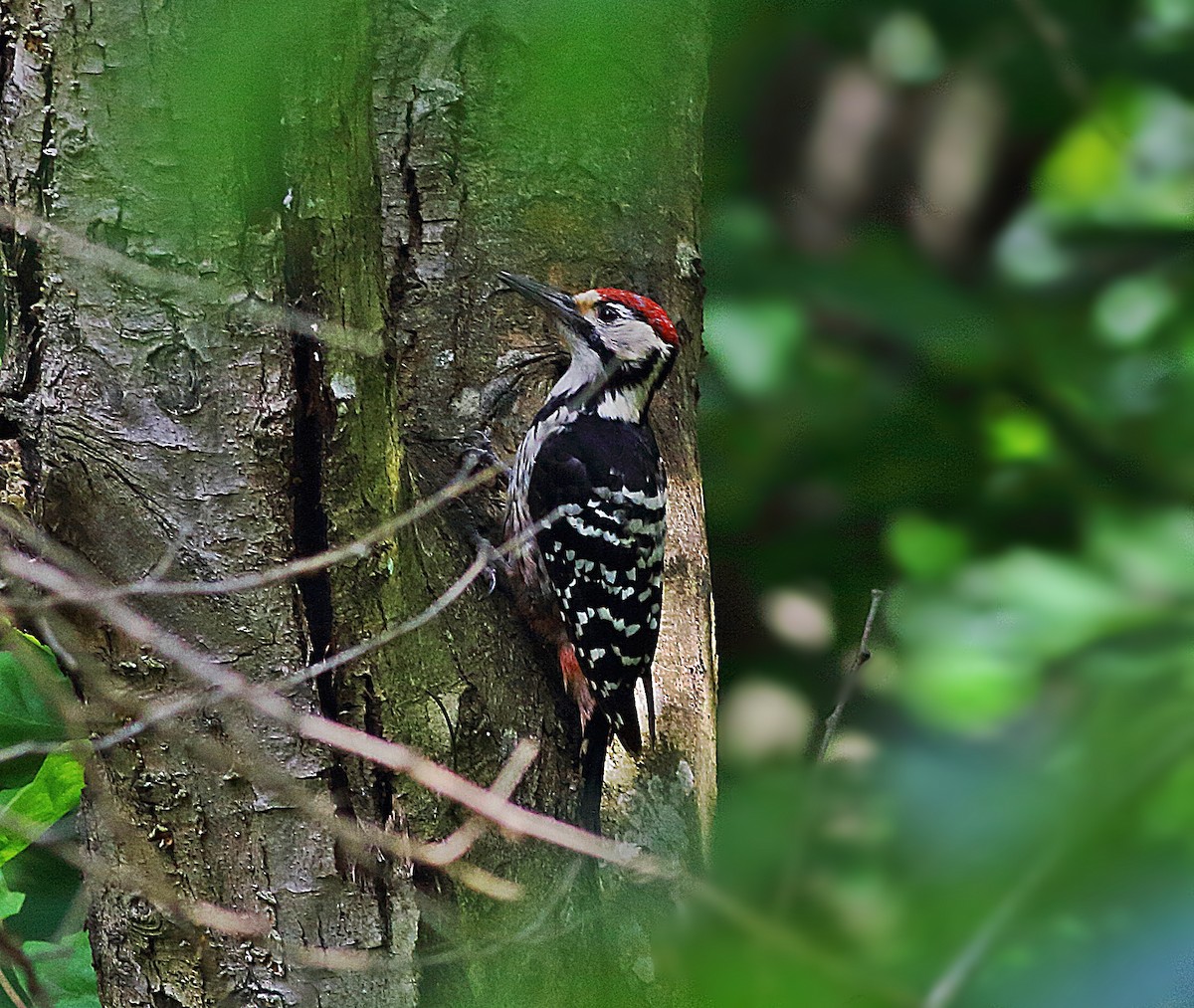 White-backed Woodpecker - ML580240911