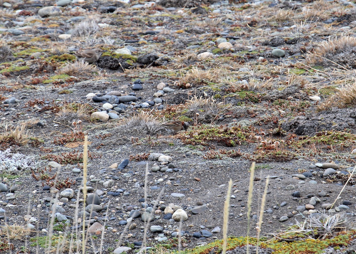 Rufous-collared Sparrow - ML580241211