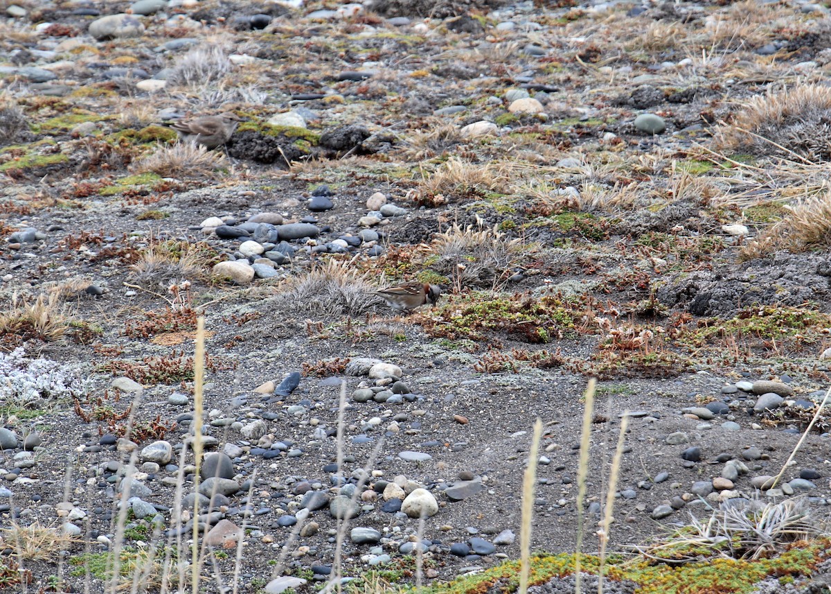 Rufous-collared Sparrow - ML580241211