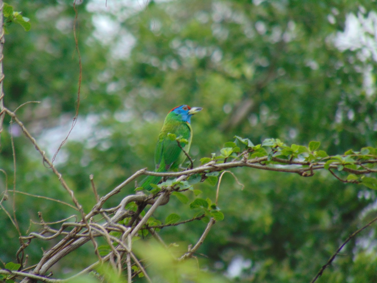 Blue-throated Barbet - Divin Venu